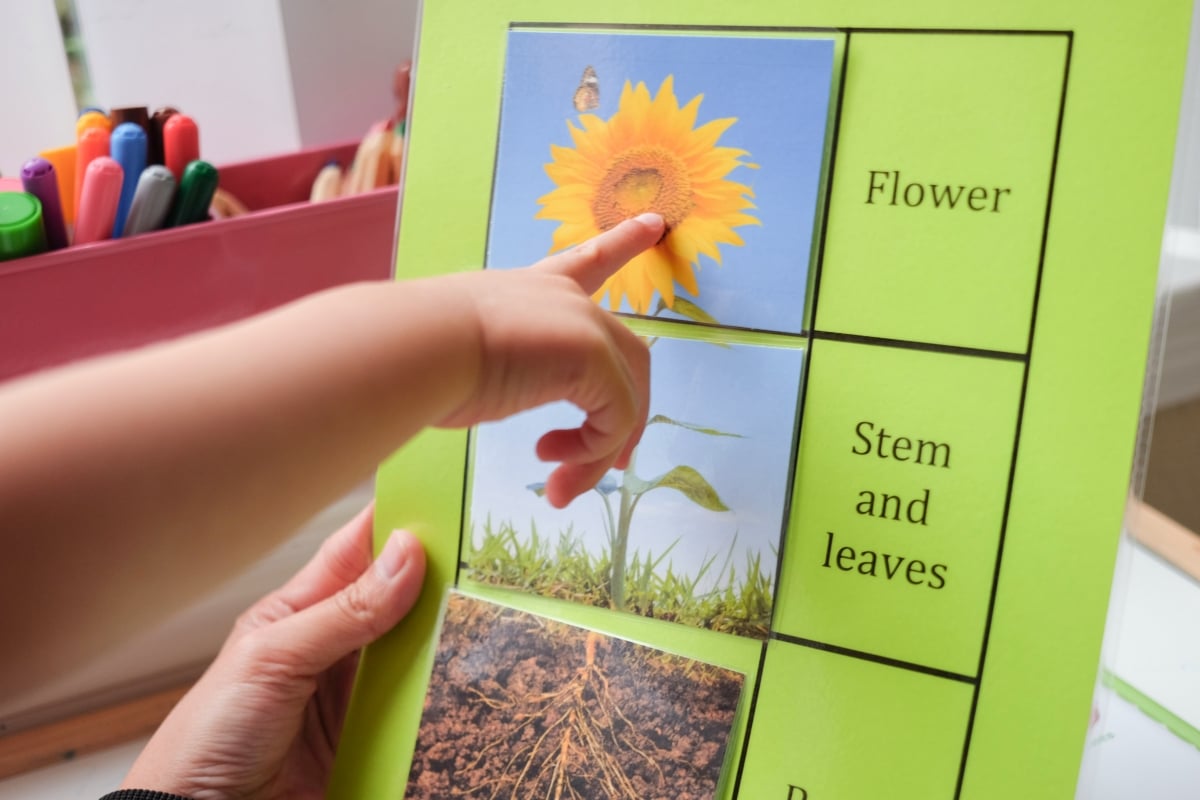 Flower part puzzle learning activity