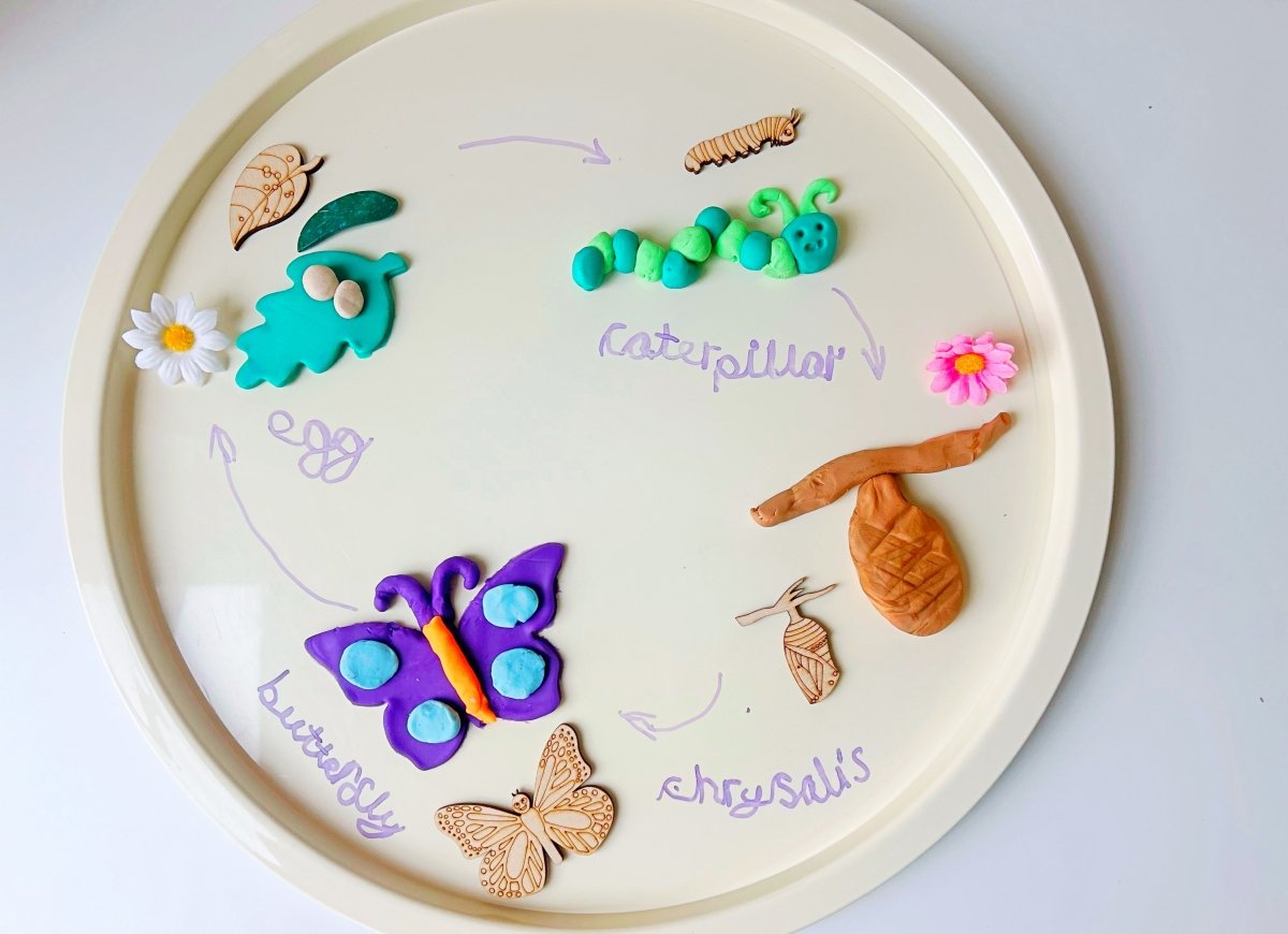 butterfly life cycle created using playdough